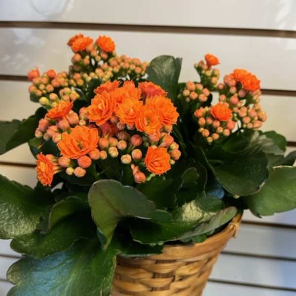 Calandiva - Orange 29