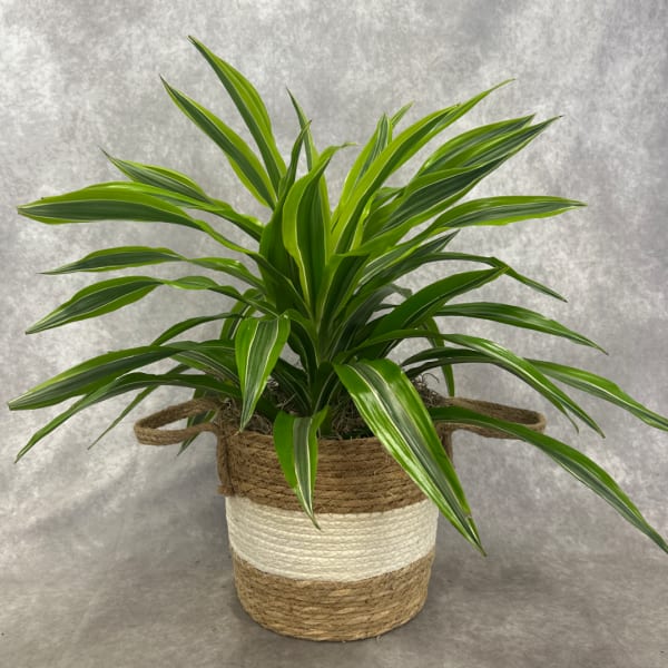 Potted green dracaena plant in a woven basket-style container