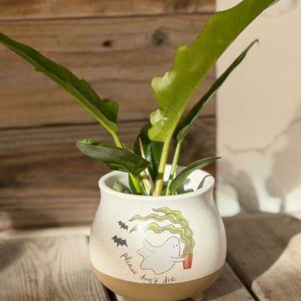 Potted green houseplant in a white ceramic planter with a ghost illustration