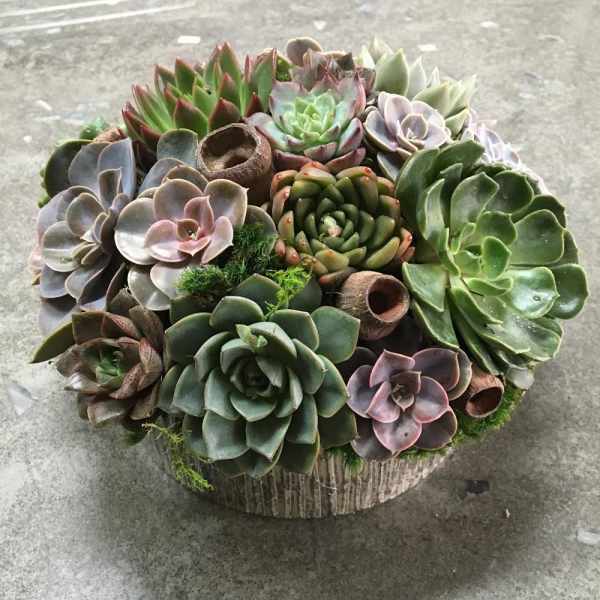 Round succulent arrangement in a rustic container