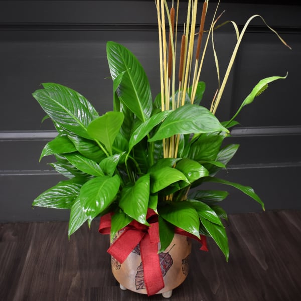 Potted green plant with tall reeds and a red ribbon