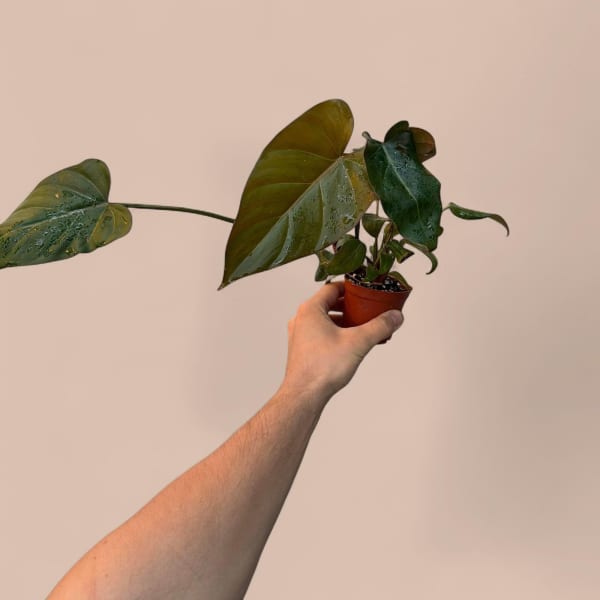 Philodendron Summer Glory