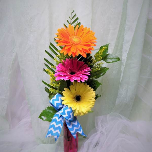Three gerbera daisies in a pink vase with a blue ribbon