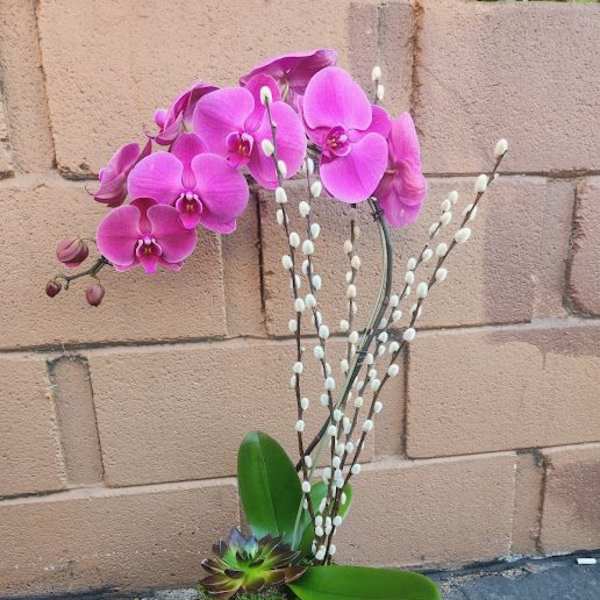 Pink orchid plant with pussy willow stems and a succulent in a black square vase