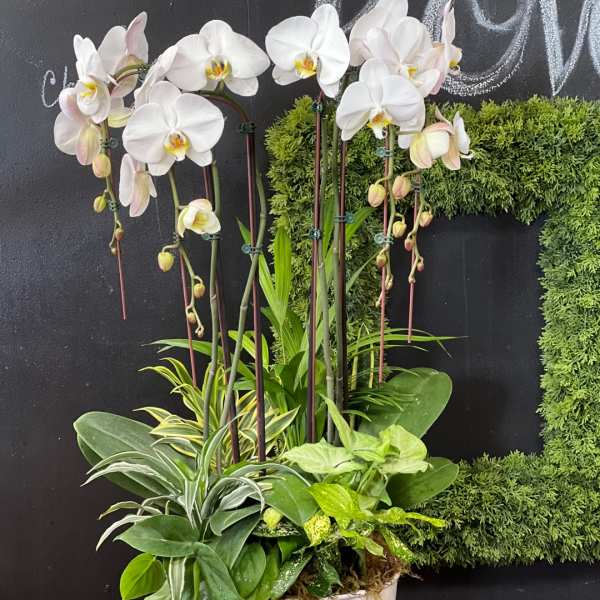 White orchids in a white pot with assorted green foliage