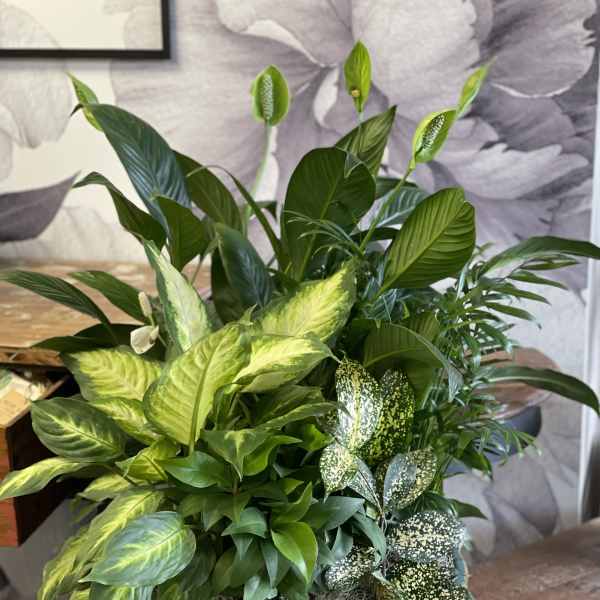 Mixed green houseplants in a blue decorative bowl planter