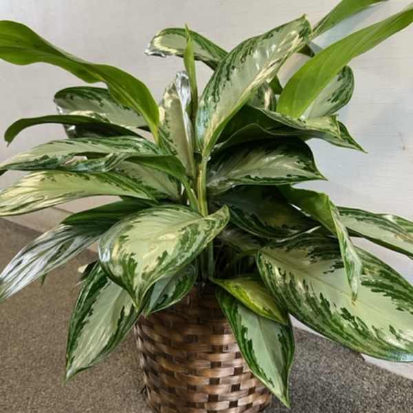 Chinese Evergreen