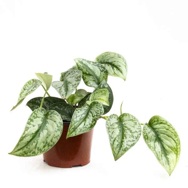 Potted trailing houseplant with variegated green heart-shaped leaves