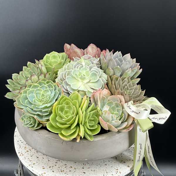 Silent Garden of Succulents.