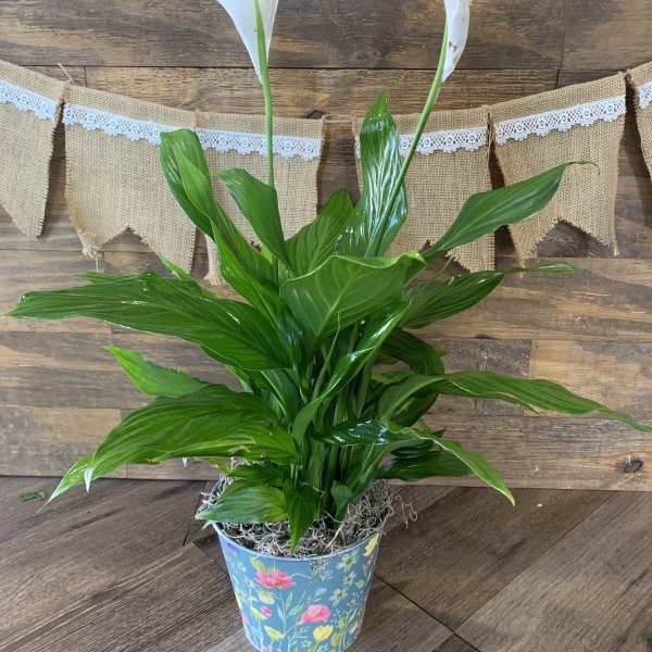 Peace Lily