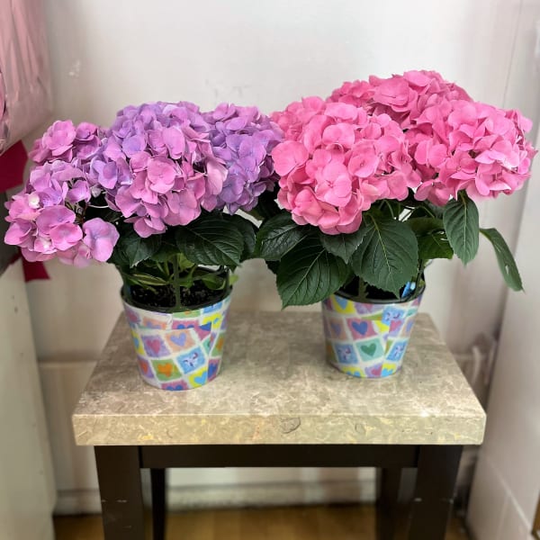 Two potted hydrangea plants with pink and purple blooms in decorated pots.
