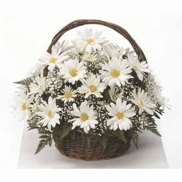 Basket of white daisies with baby's breath
