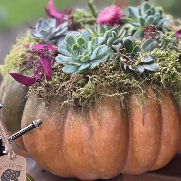 Succulents arranged in a pumpkin planter with moss and pink accents