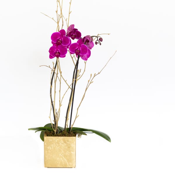 Magenta orchids in a gold square planter with tall decorative branches