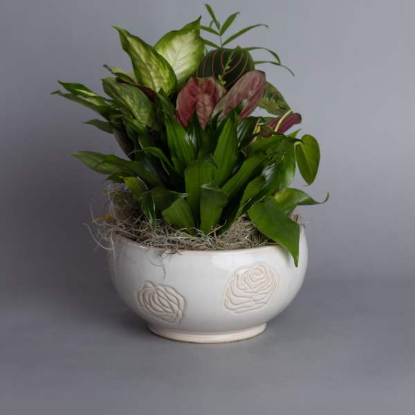 Mixed green and burgundy houseplants in a white ceramic bowl planter with moss.