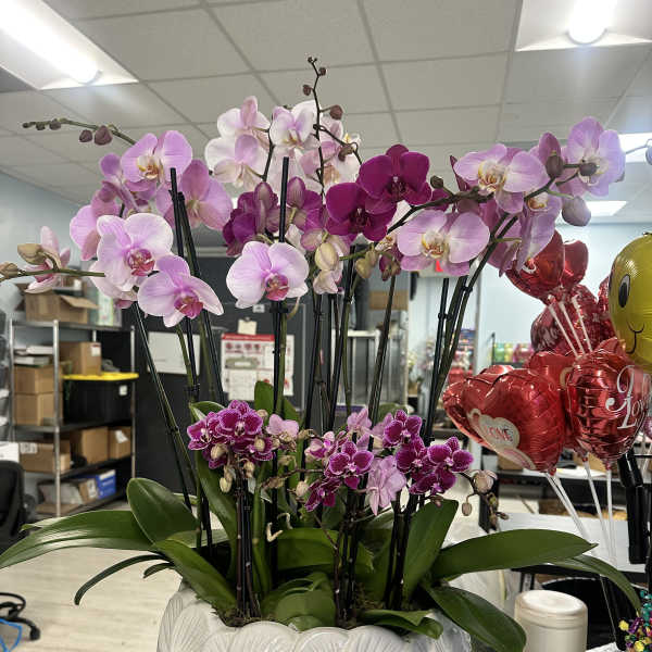 Pink and purple orchids arranged in a white ceramic planter.