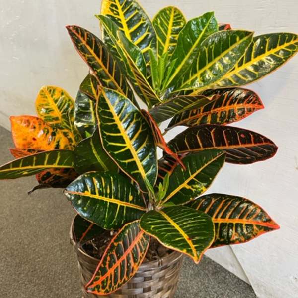 Croton