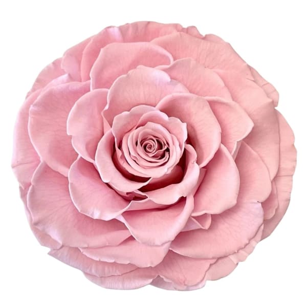 Single pink rose bloom on a white background