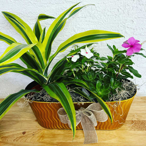 Mixed potted plants with white and pink flowers in a decorative container