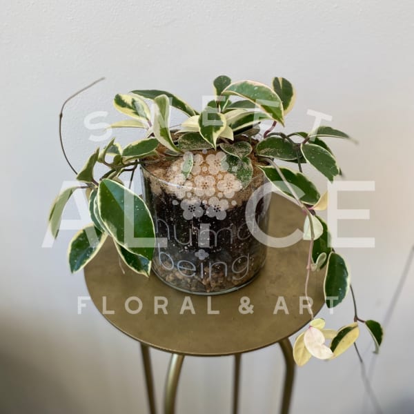 Variegated trailing plant in a clear glass pot on a small table