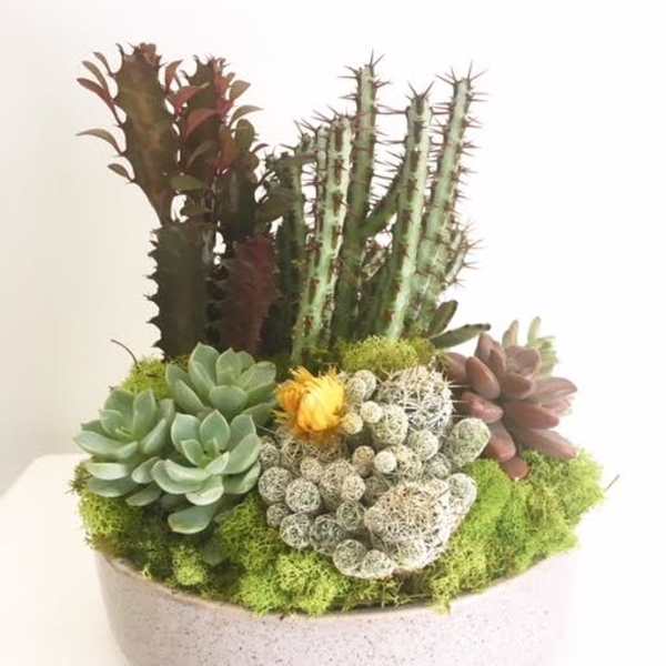 Succulent arrangement in a round white planter with tall cactus-like plants