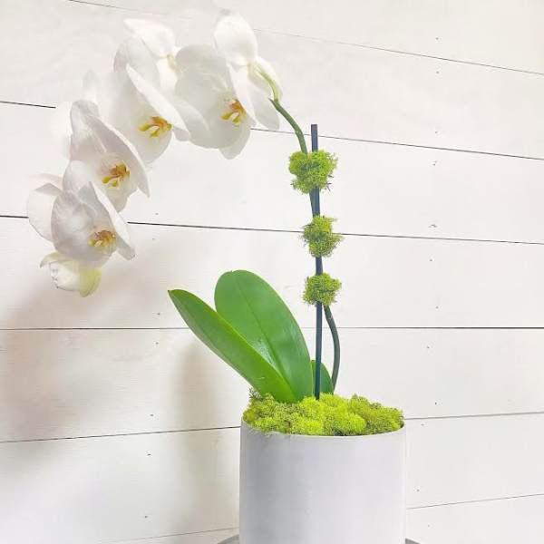 White orchid arrangement in a white pot with green moss