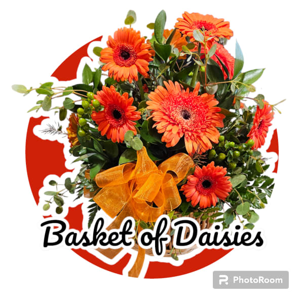 Basket arrangement of orange gerbera daisies with a ribbon bow