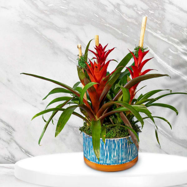 Tropical plant arrangement with red bromeliads in a blue patterned pot