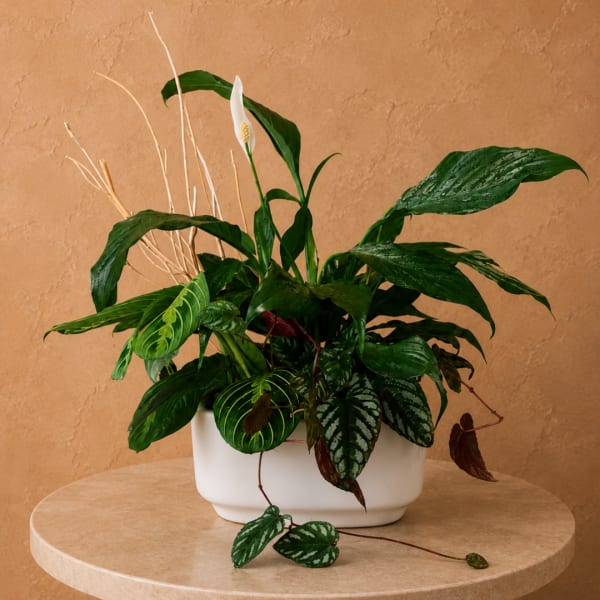 Mixed green houseplant arrangement in a white ceramic planter