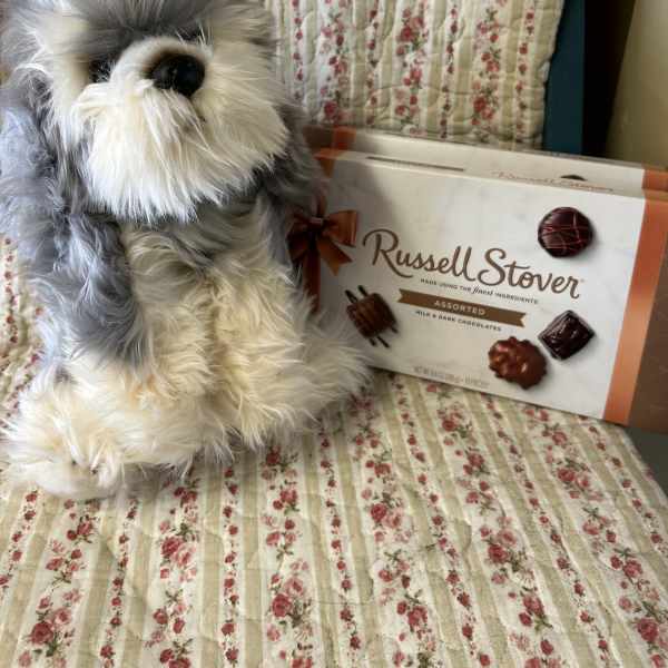 A plush gray-and-white dog sits beside a box of Russell Stover chocolates.