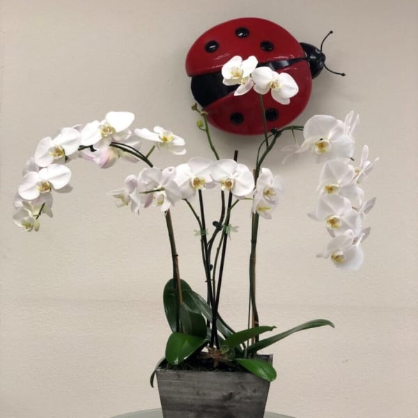 White orchids in a square planter with a red ladybug wall decoration behind them