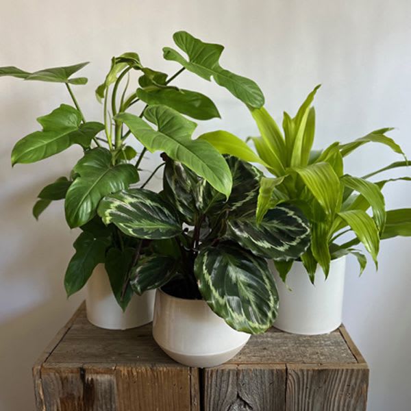 Tropical Plant in Ceramic Pot
