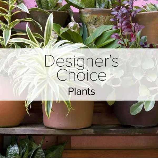 Assorted potted plants in neutral containers with Designer’s Choice Plants text overlay