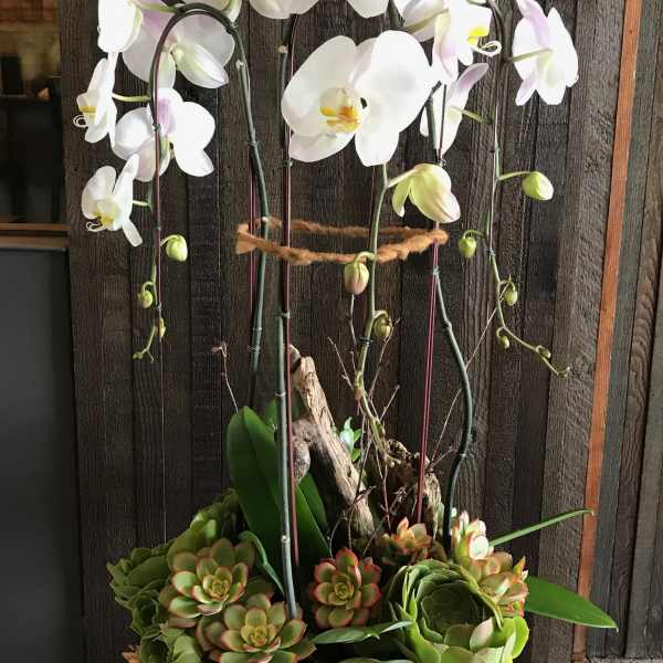 White orchids in a black planter with succulents at the base