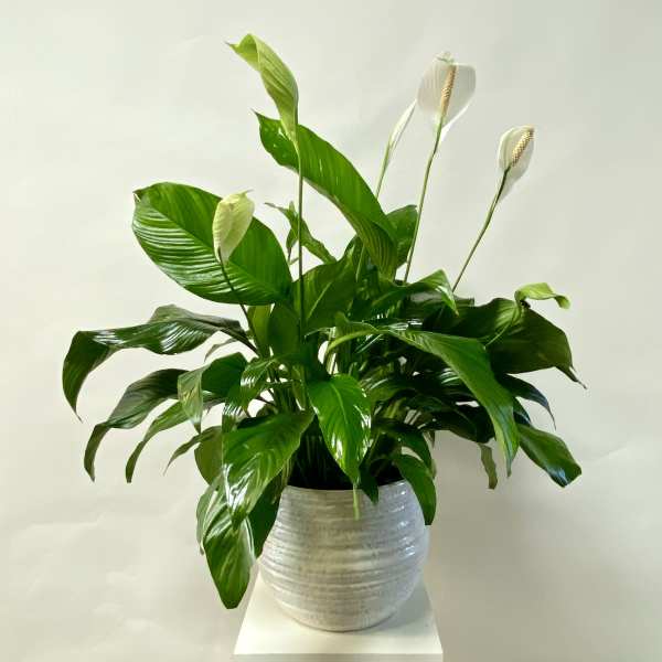 Potted peace lily with white blooms in a textured white pot