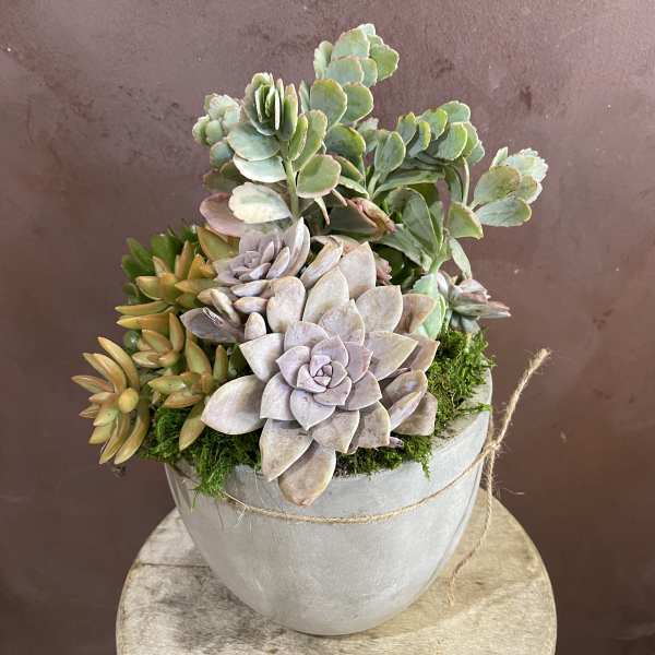 Potted succulent arrangement in a gray container