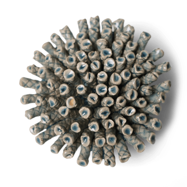 Close-up of a round cluster of pale blue and white tubular stems