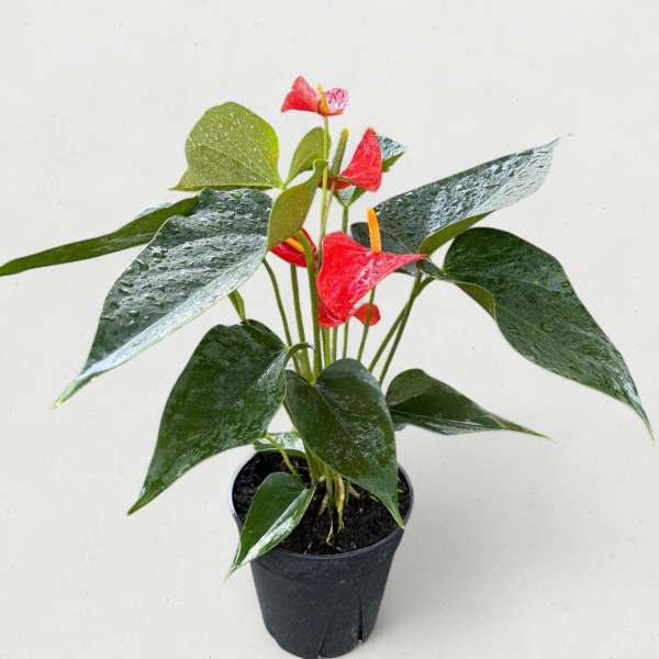 6” Red Anthurium (The Flamingo Flower)