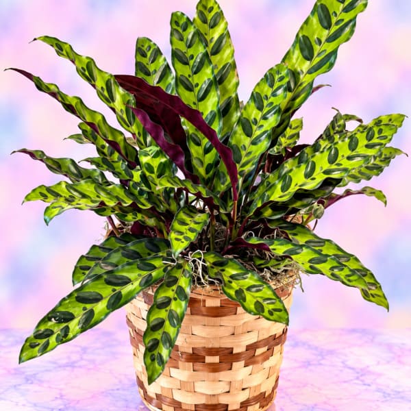 Potted calathea plant with patterned green leaves in a woven basket