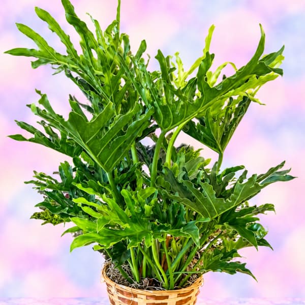 Lush green potted plant in a woven basket