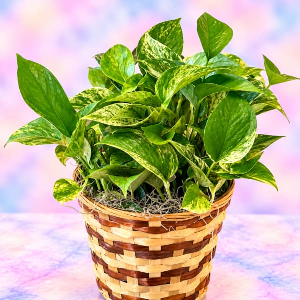 Potted green houseplant in a woven basket planter