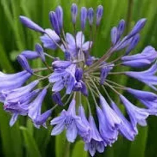 Purple agapanthus flower cluster against a green background