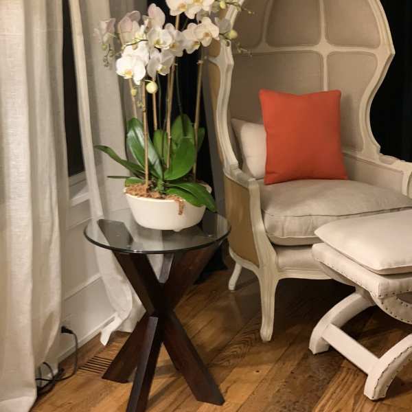 White orchid plant in a white pot on a small table
