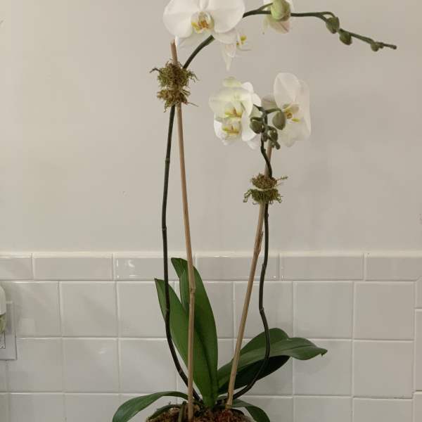 White orchid plant in a white ceramic pot