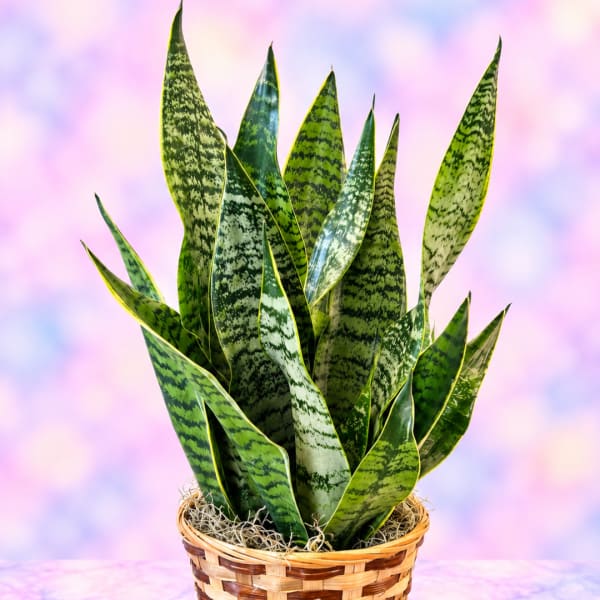 Potted snake plant in a woven basket planter