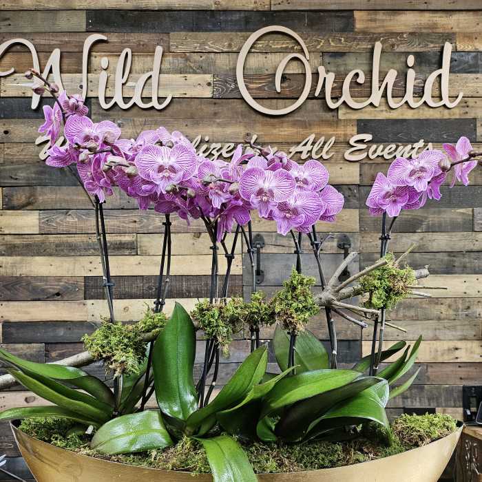 Purple orchids in a gold bowl planter with moss and broad green leaves