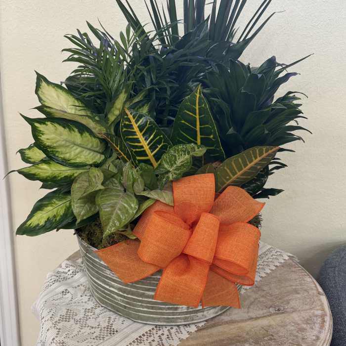 Mixed green houseplants in a metal container with an orange bow