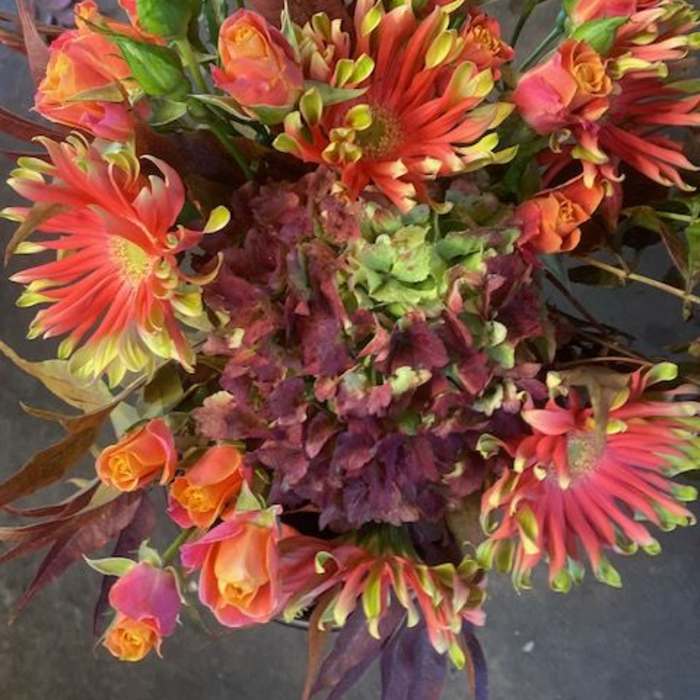 Gerbera