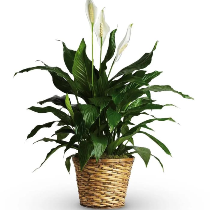 Potted peace lily with white blooms in a woven basket planter