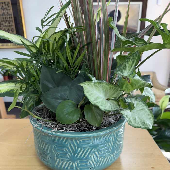 Mixed green houseplants in a turquoise ceramic planter